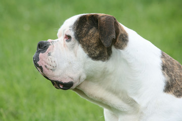 portait de bouledogue américain