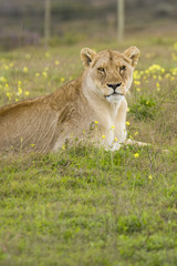 A lone lioness resting on the grass, looking at the camera.
