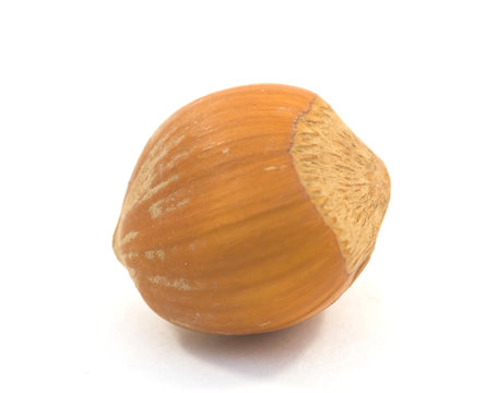 hazelnut isolated on white