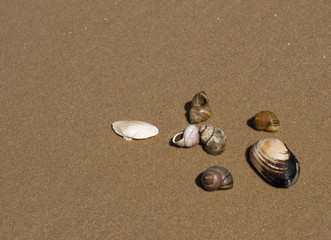 Fototapeta na wymiar Sea shells on a wet sand