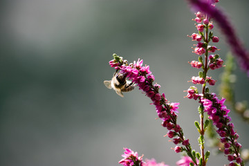 Eine Biene sammelt Pollen auf violetter Besenheide (Calluna vulgaris)