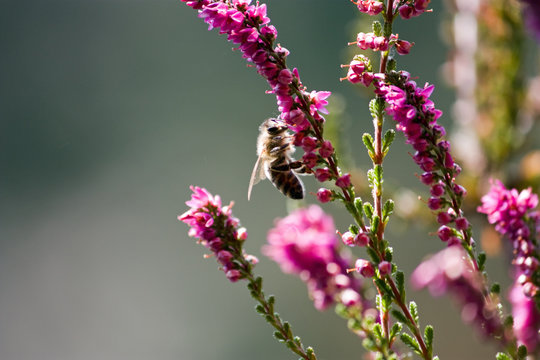 Eine Biene sammelt Pollen auf violetter Besenheide (Calluna vulgaris)
