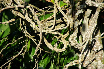 Lianes, forêt tropicale, jardin botanique, Brésil.
