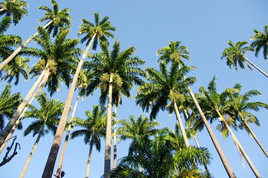 Sous les palmiers.