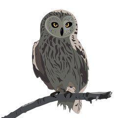 Owl
