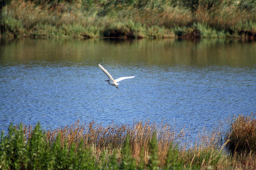 volo di airone