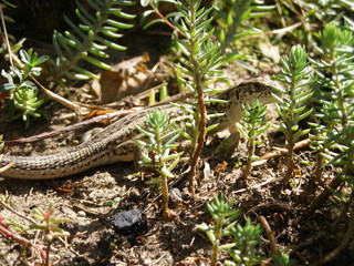 Fototapeta premium Lizard