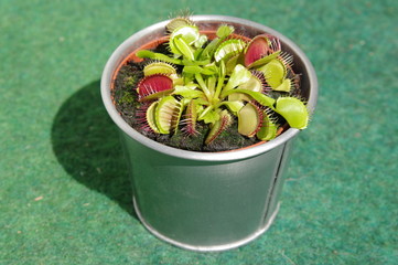 Dionaea Fliegenfalle