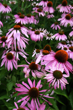 Purple Cone Flower