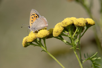 Papillon posé sur une fleur de tanaisie