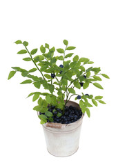 pail full of blackberryss with bush isolated on white background