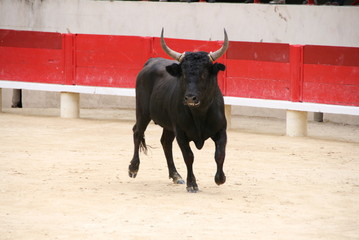 Taureau dans l'arène
