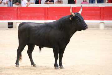 Taureau dans l'arène