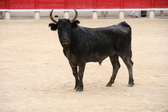 Taureau dans l'ar&egrave;ne