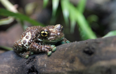 grenouille