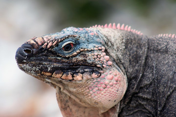 Iguana Close Up
