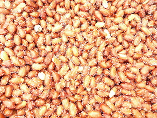 Salted peanuts - Cacahuètes salées