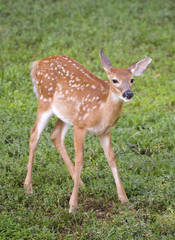 whitetail deer fawn with spots on a grassy field