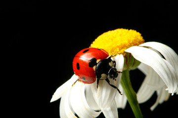 summer ladybug on white camomile