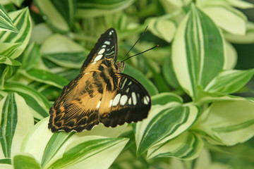 papillon des philippines