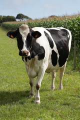 vache