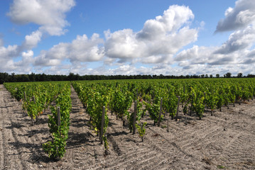 Fototapeta na wymiar Winnice Bordeaux poważne 2