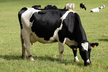 vache