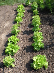 Salades laitues dans un jardin potager