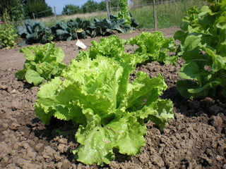 Potager &agrave; la campagne