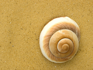 Seashell on the beach