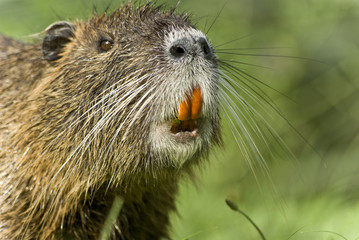 nutria