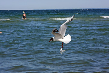 möwe