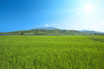 Green grass and cloudy sky