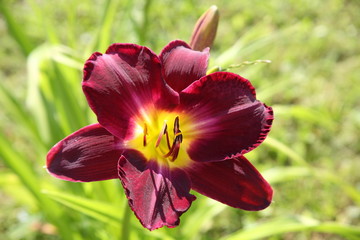 The red flower day-lily, macro photo. Flora