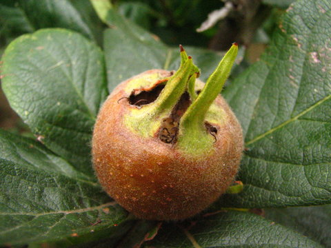 Medlar