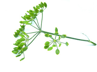 Wilder Fenchel