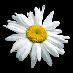 marguerite humide