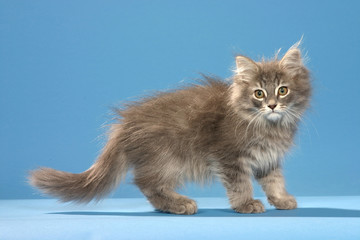 Chaton sur fond bleu