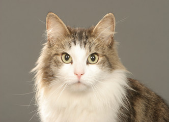 tête de chat sibérien