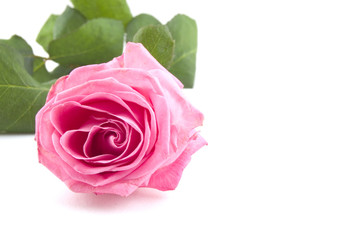 pink rose isolated on a white background