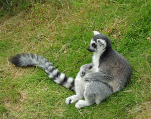 lemur chilling out