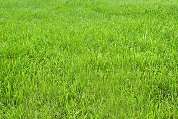 cutted green grass for background