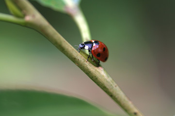 Marienkäfer