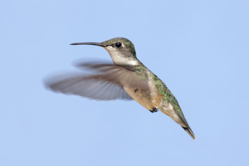 Female Ruby-throated Hummingbird