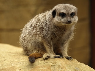 Meerkat Sat