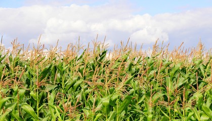 crops against the sky