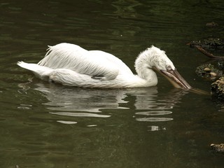 Dalmatian Pelican Feeding - Largest Pelican species