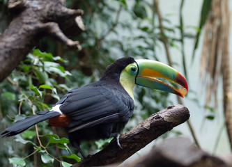 Colorful Tucan in Masoala pavillion, Zurich Zoo
