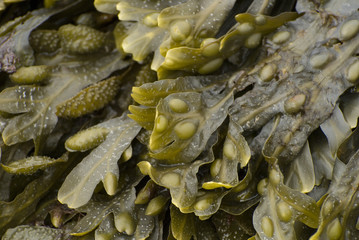 seaweed © Snowshill
