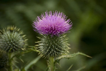 Thistle